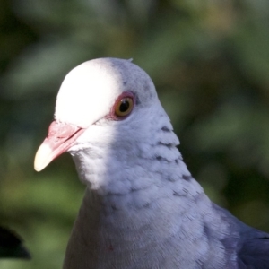 Columba leucomela at undefined - 25 Apr 2018 11:03 AM