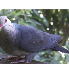 Columba leucomela at undefined - 25 Apr 2018 11:03 AM