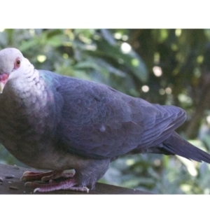 Columba leucomela at undefined - 25 Apr 2018 11:03 AM