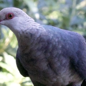 Columba leucomela at undefined - 25 Apr 2018