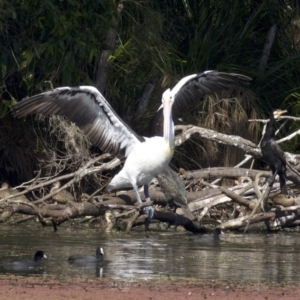 Pelecanus conspicillatus at undefined - 25 Apr 2018