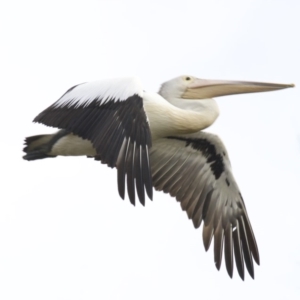 Pelecanus conspicillatus at undefined - 25 Apr 2018