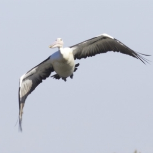 Pelecanus conspicillatus at undefined - 25 Apr 2018