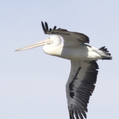 Pelecanus conspicillatus at undefined - 25 Apr 2018 12:47 PM