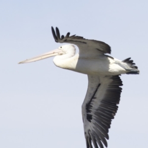 Pelecanus conspicillatus at undefined - 25 Apr 2018