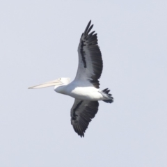 Pelecanus conspicillatus at undefined - 25 Apr 2018 12:47 PM