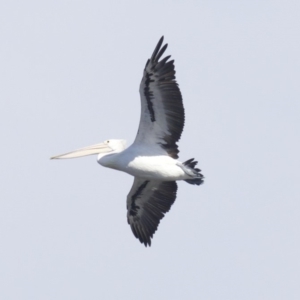 Pelecanus conspicillatus at undefined - 25 Apr 2018