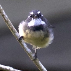 Rhipidura albiscapa (Grey Fantail) at Undefined - 2 Apr 2018 by jb2602