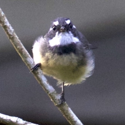 Rhipidura albiscapa (Grey Fantail) at Undefined - 2 Apr 2018 by jbromilow50