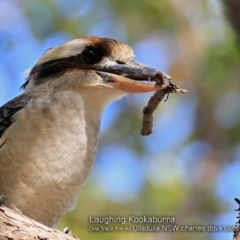 Dacelo novaeguineae (Laughing Kookaburra) at One Track For All - 11 Apr 2018 by Charles Dove