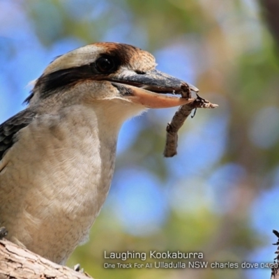 Dacelo novaeguineae (Laughing Kookaburra) at One Track For All - 12 Apr 2018 by CharlesDove