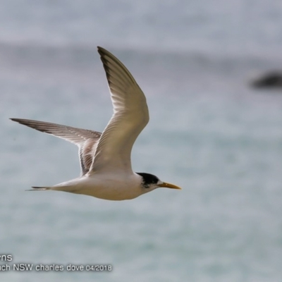 Thalasseus bergii (Crested Tern) at Undefined - 3 Apr 2018 by CharlesDove