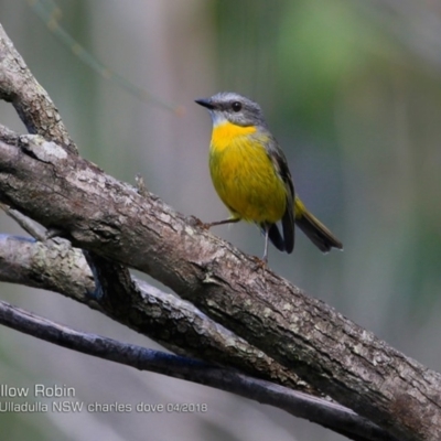 Eopsaltria australis (Eastern Yellow Robin) at - 4 Apr 2018 by Charles Dove