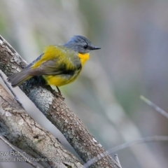 Eopsaltria australis at Ulladulla Reserves Bushcare - 5 Apr 2018 12:00 AM