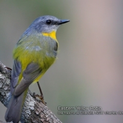 Eopsaltria australis at Ulladulla Reserves Bushcare - 5 Apr 2018 12:00 AM