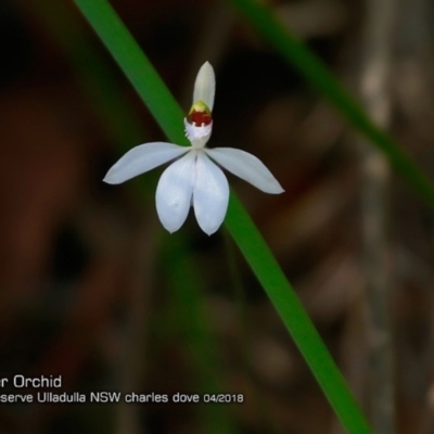 Caladenia picta (Painted Fingers) at Ulladulla Wildflower Reserve - 12 Apr 2018 by CharlesDove