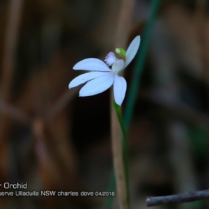 Caladenia picta at Ulladulla Wildflower Reserve - 12 Apr 2018