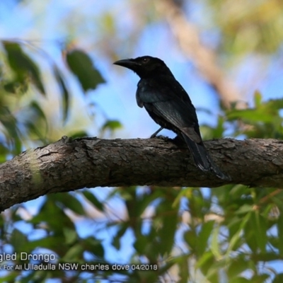 Dicrurus bracteatus (Spangled Drongo) at One Track For All - 4 Apr 2018 by Charles Dove