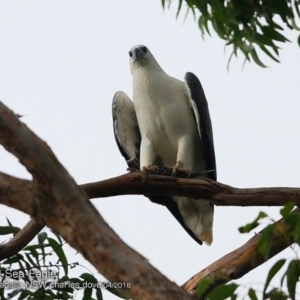 Haliaeetus leucogaster at Ulladulla Reserves Bushcare - 5 Apr 2018 12:00 AM