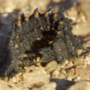 Porrostoma sp. (genus) at Ainslie, ACT - 8 May 2018