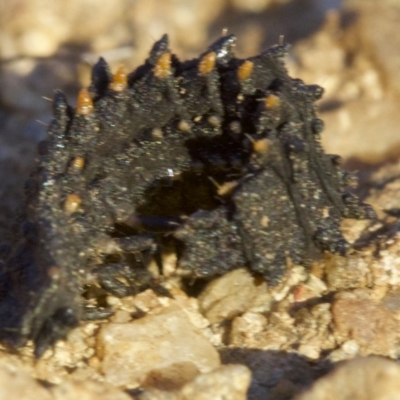 Porrostoma sp. (genus) (Lycid, Net-winged beetle) at Mount Ainslie - 8 May 2018 by jb2602
