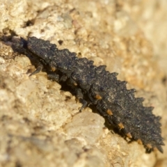 Porrostoma sp. (genus) at Ainslie, ACT - 8 May 2018 05:39 PM