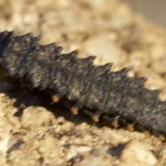 Porrostoma sp. (genus) at Ainslie, ACT - 8 May 2018