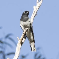 Coracina papuensis (White-bellied Cuckooshrike) at Lake Ginninderra - 9 May 2018 by AlisonMilton