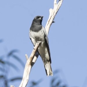 Coracina papuensis at Belconnen, ACT - 9 May 2018