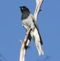 Coracina papuensis at Belconnen, ACT - 9 May 2018