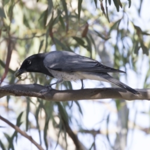 Coracina papuensis at Belconnen, ACT - 9 May 2018