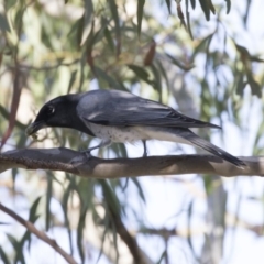 Coracina papuensis at Belconnen, ACT - 9 May 2018