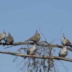 Ocyphaps lophotes (Crested Pigeon) at Belconnen, ACT - 9 May 2018 by AlisonMilton