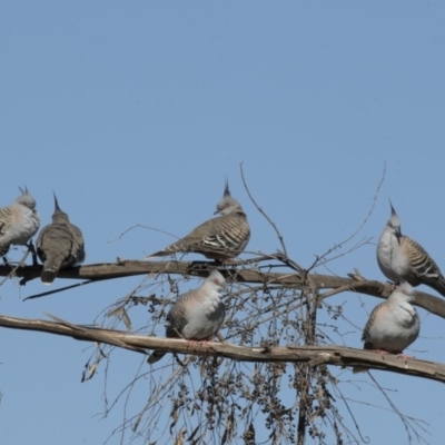 Ocyphaps lophotes (Crested Pigeon) at Lake Ginninderra - 9 May 2018 by AlisonMilton