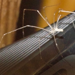 Pholcus phalangioides at Ainslie, ACT - 8 May 2018