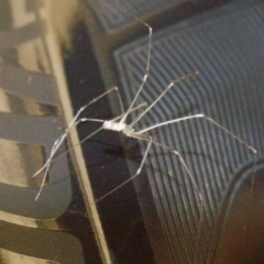 Pholcus phalangioides at Ainslie, ACT - 8 May 2018 09:46 AM