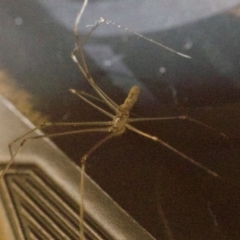 Pholcus phalangioides at Ainslie, ACT - 8 May 2018 09:46 AM