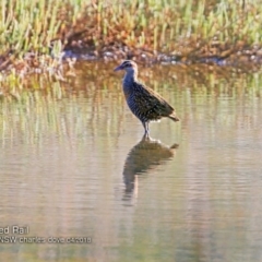 Gallirallus philippensis (Buff-banded Rail) at Undefined - 3 Apr 2018 by CharlesDove