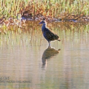 Gallirallus philippensis at undefined - 3 Apr 2018 12:00 AM