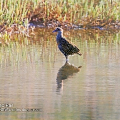 Gallirallus philippensis (Buff-banded Rail) at Undefined - 2 Apr 2018 by Charles Dove