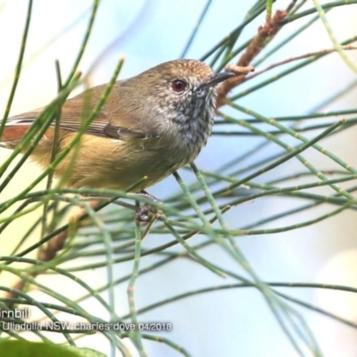 Acanthiza pusilla (Brown Thornbill) at Ulladulla, NSW - 3 Apr 2018 by Charles Dove