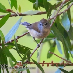 Gerygone mouki (Brown Gerygone) at Ulladulla - Millards Creek - 3 Apr 2018 by Charles Dove