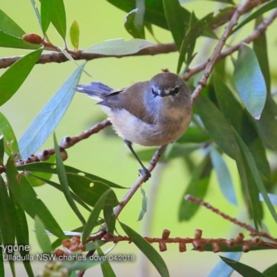 Gerygone mouki (Brown Gerygone) at Ulladulla - Millards Creek - 3 Apr 2018 by Charles Dove