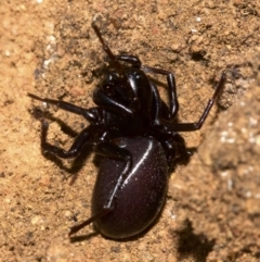 Storosa obscura (Dark Storosa) at Mount Ainslie - 8 May 2018 by jb2602