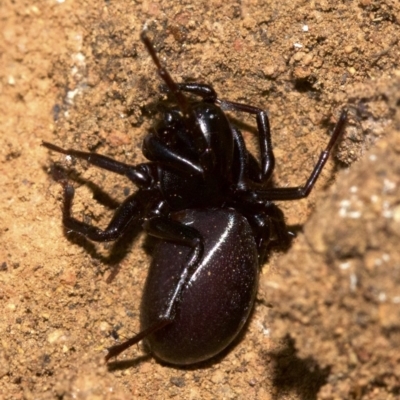 Storosa obscura (Dark Storosa) at Mount Ainslie - 8 May 2018 by jb2602