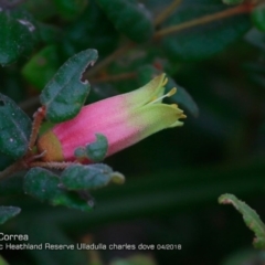 Correa reflexa var. reflexa (Common Correa, Native Fuchsia) at South Pacific Heathland Reserve - 1 Apr 2018 by Charles Dove
