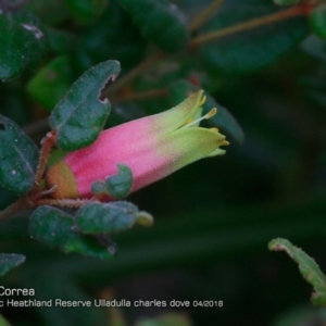 Correa reflexa var. reflexa at South Pacific Heathland Reserve - 2 Apr 2018