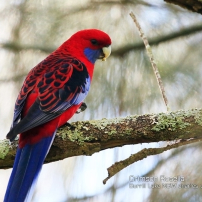Platycercus elegans (Crimson Rosella) at Wairo Beach and Dolphin Point - 1 Apr 2018 by Charles Dove