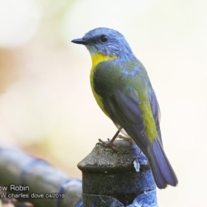 Eopsaltria australis at Garrads Reserve Narrawallee - 6 Apr 2018 12:00 AM