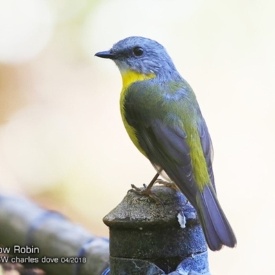 Eopsaltria australis (Eastern Yellow Robin) at Garrads Reserve Narrawallee - 5 Apr 2018 by Charles Dove